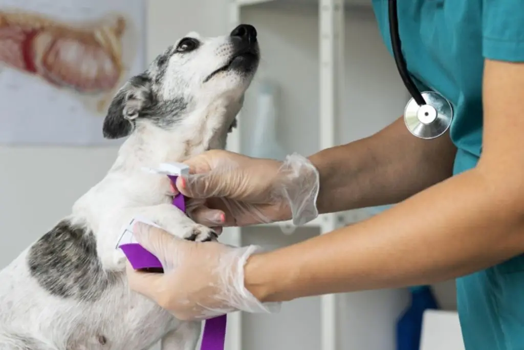 17 de agosto: Día Nacional del Médico Veterinario Zootecnista 