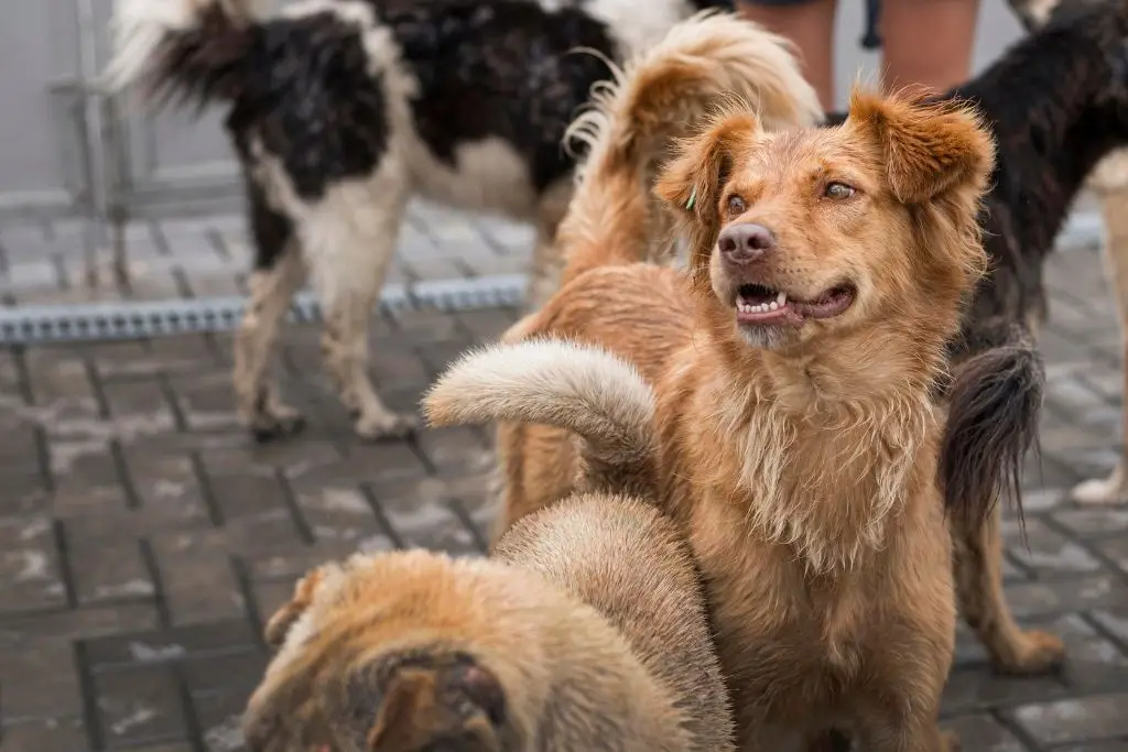 Bangkok emite alertas de 'alto riesgo' por casos de rabia en perros callejeros 