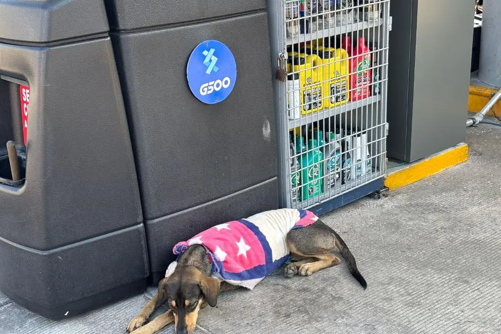 Empleados de gasolineras adoptan a perros en abandono y los protegen del frío