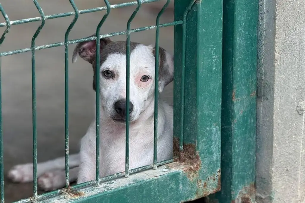 Maltrato animal en Tabasco se castigará hasta con 7 años de prisión