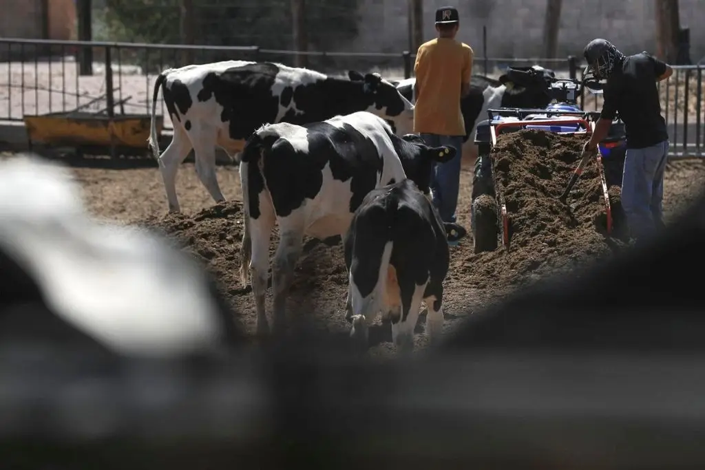 México atiende de 'manera oportuna' caso de gusano barrenador en la frontera con EE.UU. 