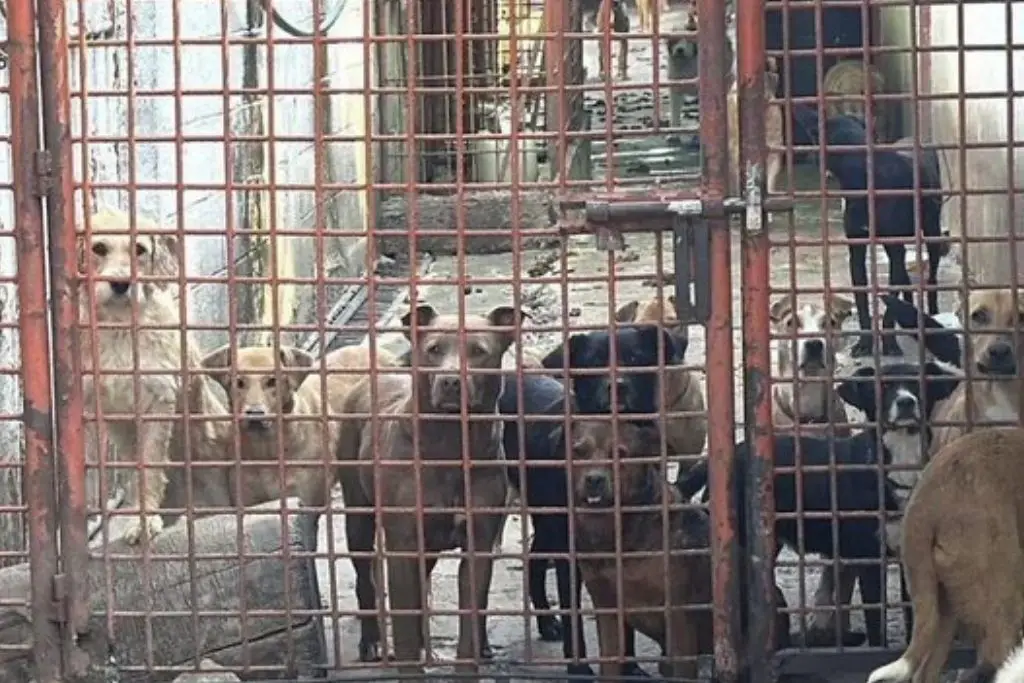 Fiscalía descubre crematorio clandestino en Refugio Franciscano para perritos sin hogar