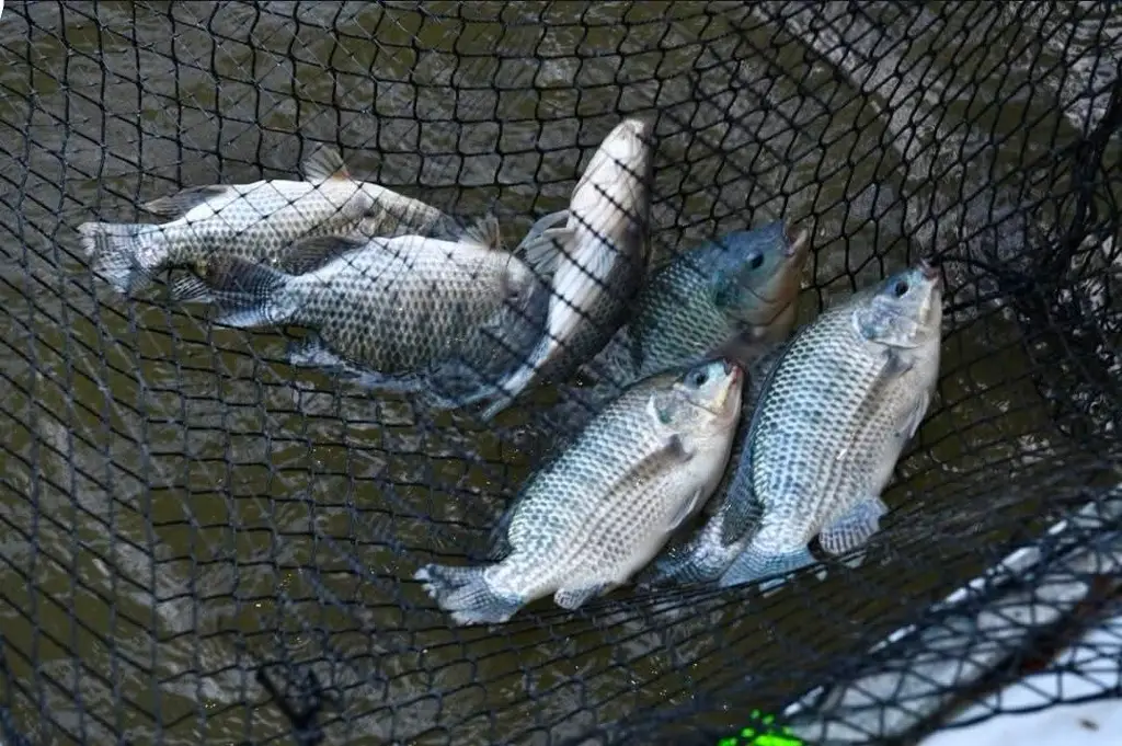 Habitantes de Nacajuca piden ser beneficiados con 'Pescado Vida' 