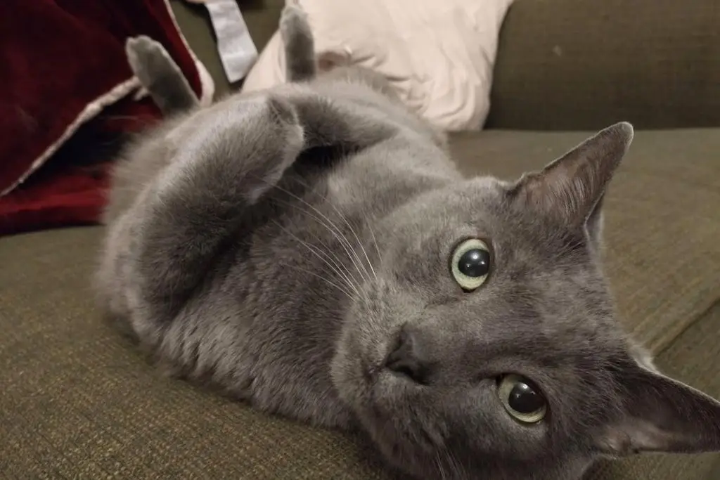 Gatos domésticos tienen las claves para entender el cáncer de mama humano 