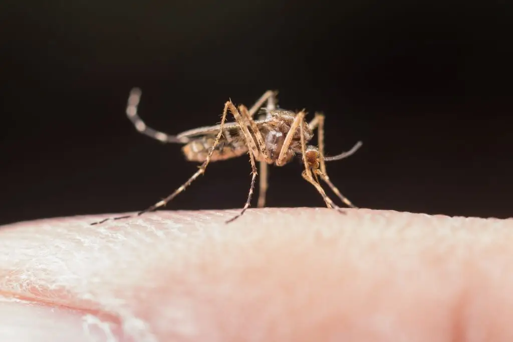 Tabasco, cuarto lugar en incidencia de dengue con 131 casos 