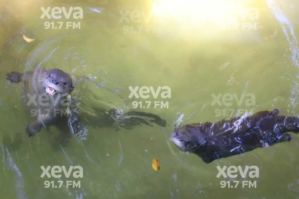 Incierto el destino de las nutrias del Parque Museo 'La Venta': PROFEPA