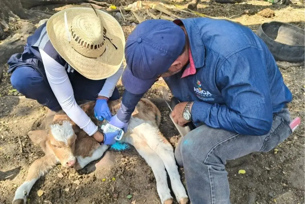 Peligro en la frontera: gusano barrenador amenaza ganado mexicano y preocupa a E.E.U.U.
