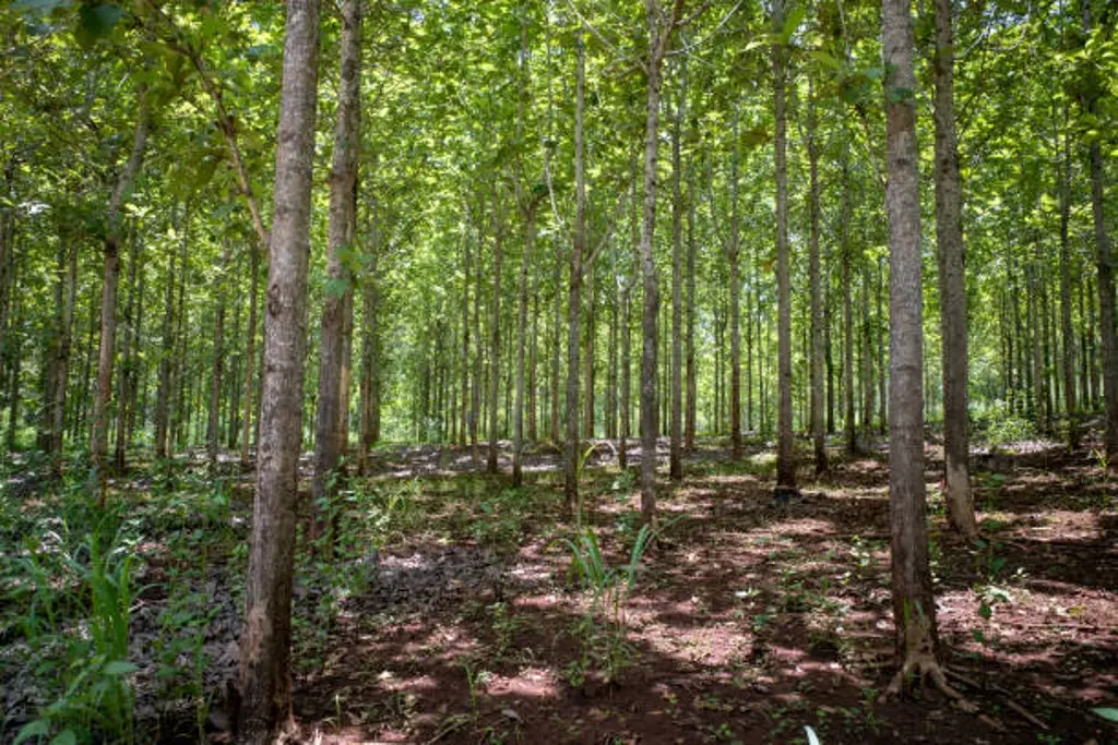 Proyectan inversión de hasta 70 millones de pesos para planta maderera en Jalapa