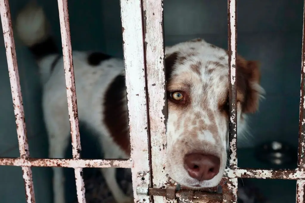 Fiscalia de Tabasco investiga caso de maltrato animal en Nacajuca  