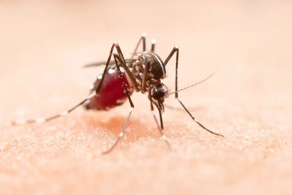 Tabasco registra 312 casos de dengue en el año; se mantiene en primer lugar en incidencia nacional 
