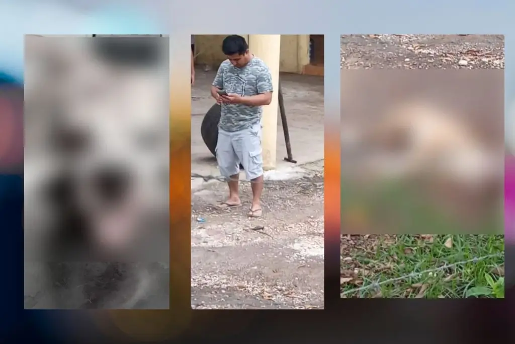 Denuncian presunto caso de maltrato animal en Macuspana; perro pierde un ojo tras agresión