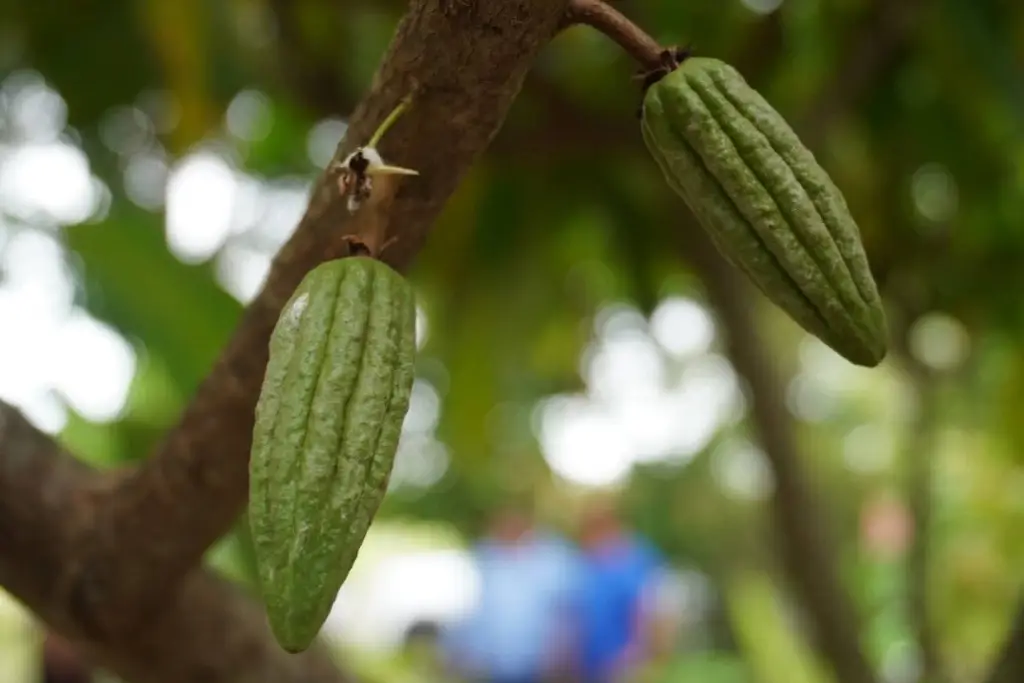 'Precio justo para el cacao' arranca en octubre, informa la Secretaría de Bienestar 
