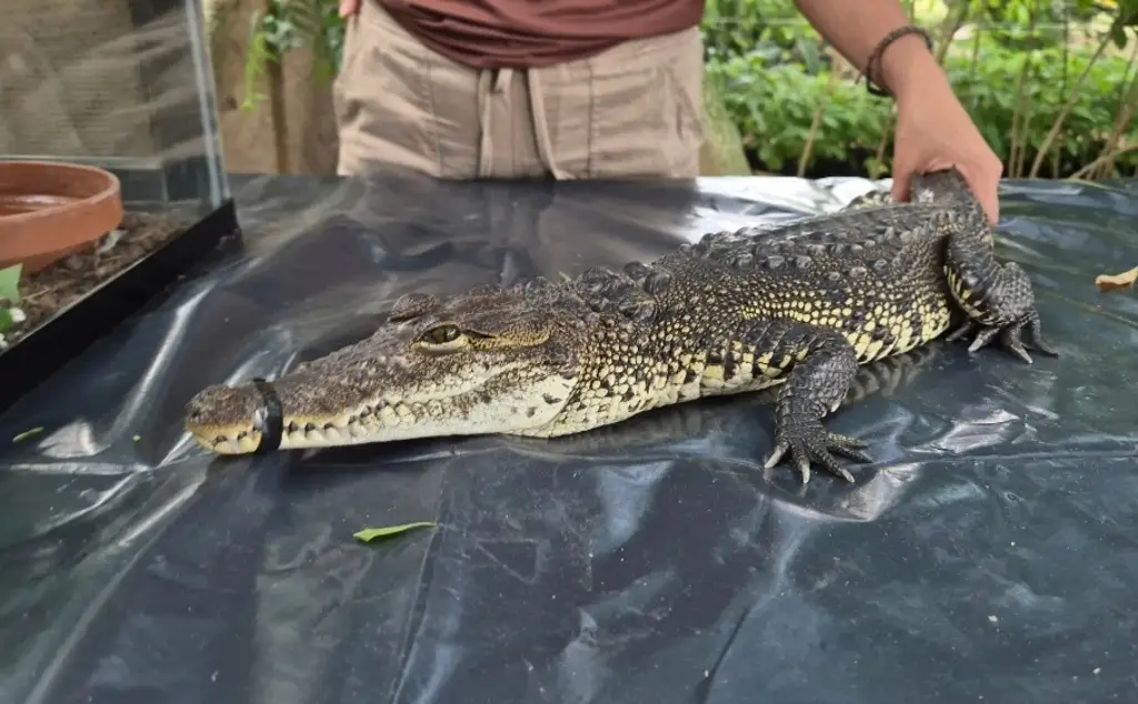 Buscan capturar y reubicar a cocodrilo tras ataque en Balancán, señala PC