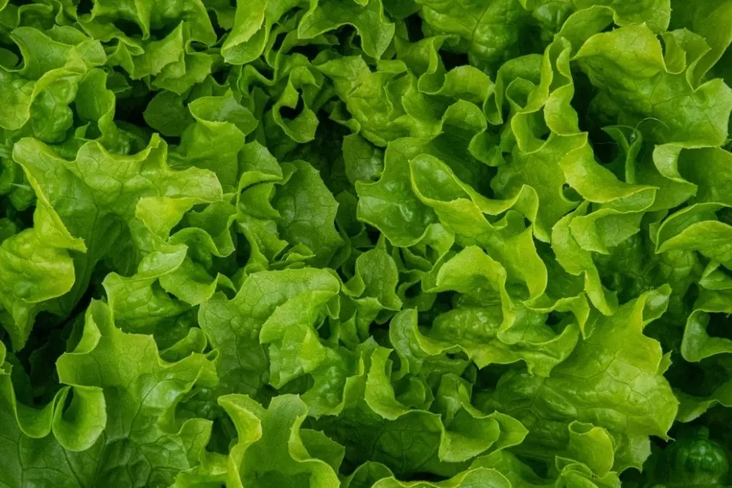 Cofepris descarta Cyclospora en lechugas de Taylor Farms tras pruebas sanitarias