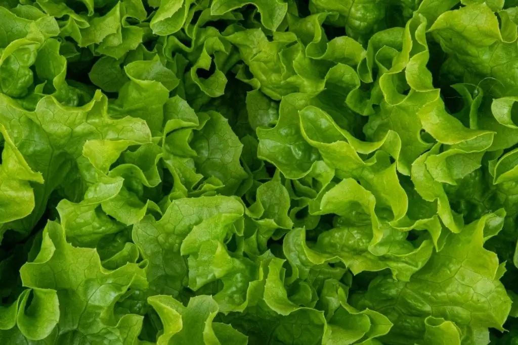 FDA mantiene abierta investigación por brote de ciclosporiasis asociado a lechuga mexicana 