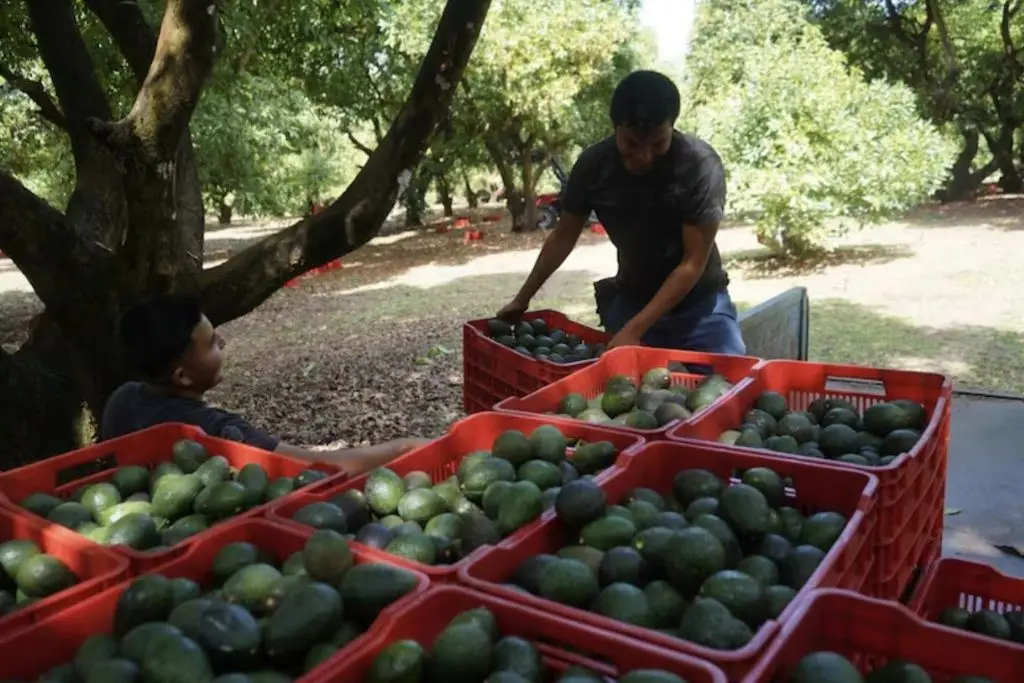 EE.UU. reactiva trabajos de inspectores de aguacate en Michoacán tras refuerzo de seguridad