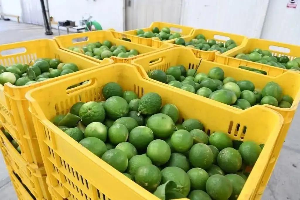 Sector limonero de Huimanguillo en crisis por caída en precios, denuncia PRD 