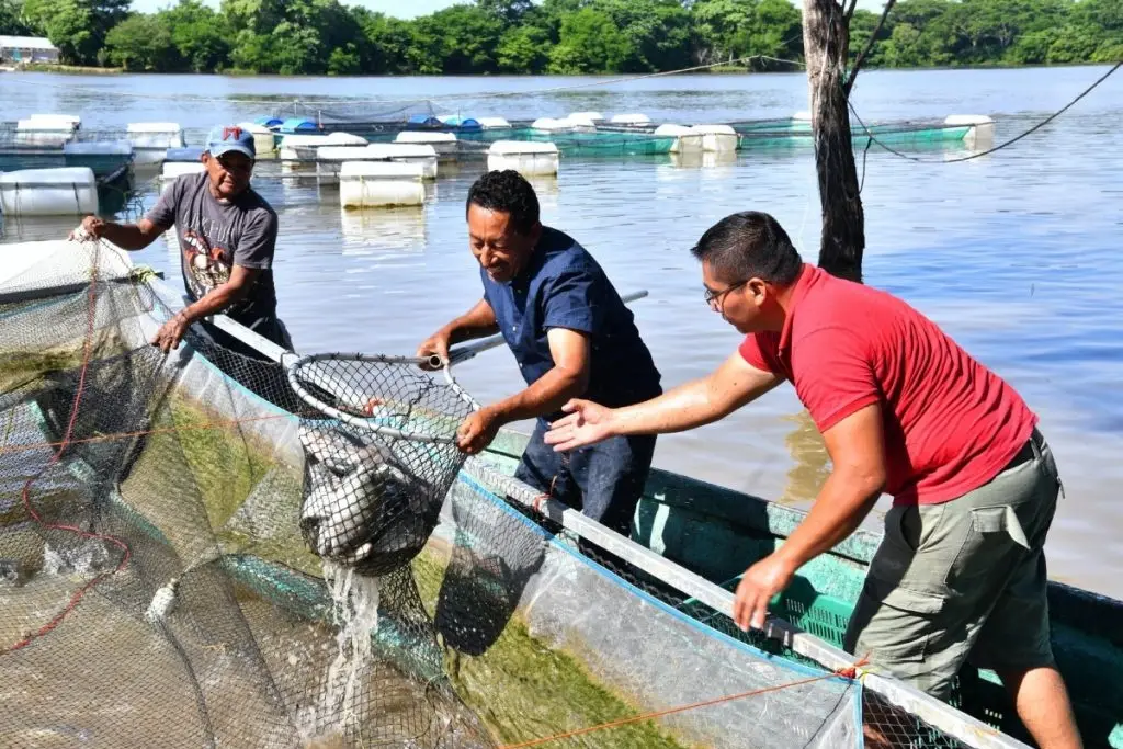 Jaulas de 'Pescando Vida' ayudan a recuperación de peces nativos de Tabasco