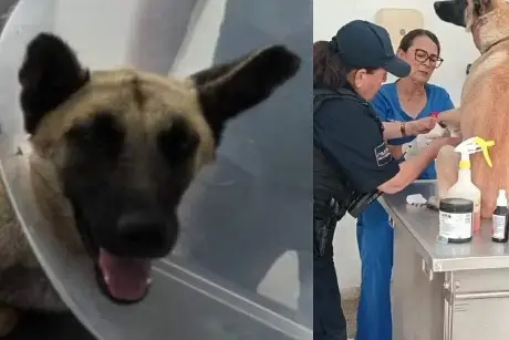 Detienen a mujer que arrastró un perrito con su camioneta en Tlaquepaque