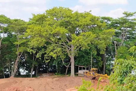 Vecinos de Tierra Colorada denuncian impacto ambiental por construcción de 'Viviendas para el Bienestar'