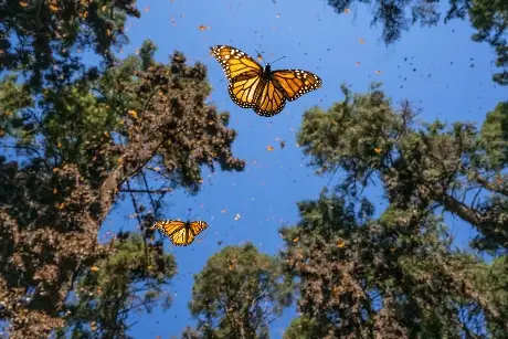 500 Mariposas Monarca vuelan hacia México con transmisores pegados a sus cuerpos