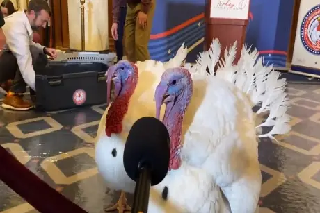 Gobble y Waddle, los pavos que Trump indultará por Acción de Gracias