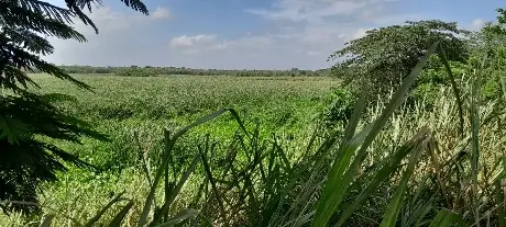 Piden limpieza de la laguna de Loma de Caballo 