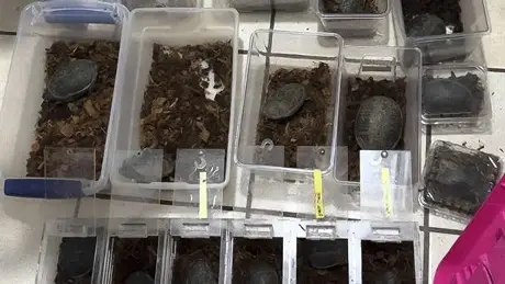 Autoridad ambiental asegura 75 tarántulas y 20 tortugas transportadas en un autobús en Chihuahua